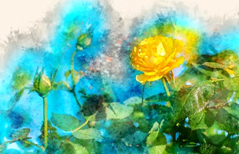 Flower Painting Watercolor Paint Sky photo