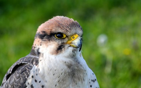 Bird Beak Falcon Fauna photo