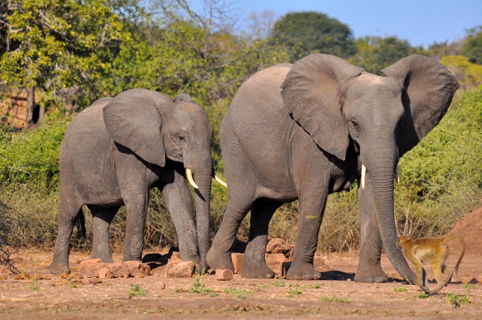 Elephant Elephants And Mammoths Wildlife Terrestrial Animal