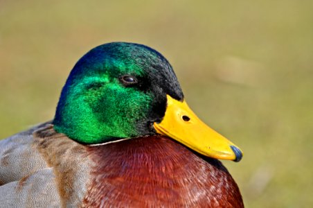 Duck Bird Mallard Beak photo