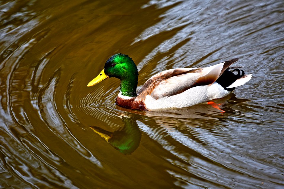 Duck Bird Mallard Water