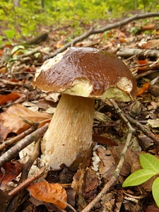 Nature autumn october