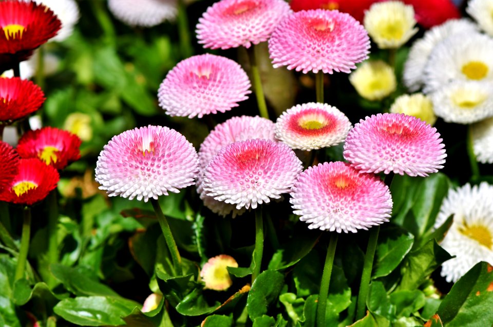 Flower Plant Flowering Plant Daisy