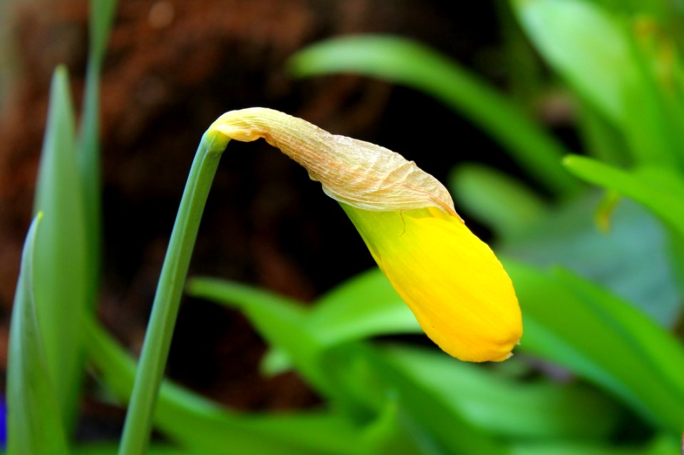 Flower Yellow Flora Plant