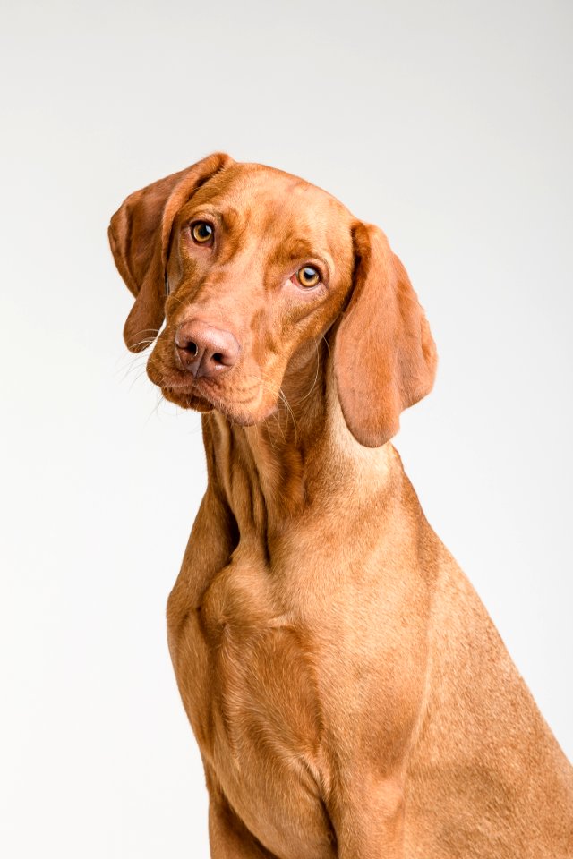 Dog Dog Like Mammal Dog Breed Mammal