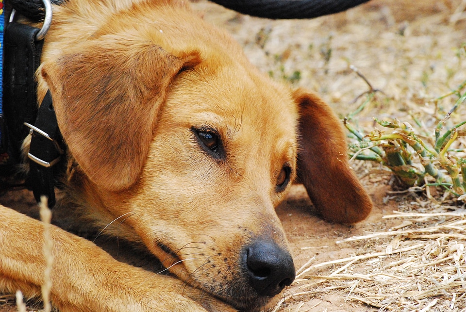 Bitch animal shelter dogs