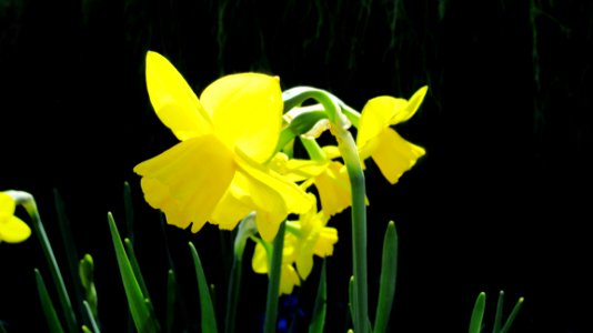 Flower Plant Yellow Flora