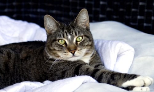 Cat Dragon Li Mammal Small To Medium Sized Cats