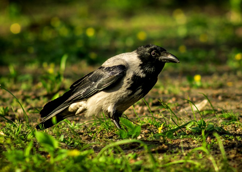 Bird Fauna Beak Crow Like Bird