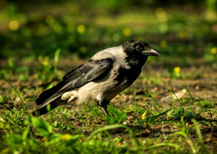 Bird Fauna Beak Crow Like Bird