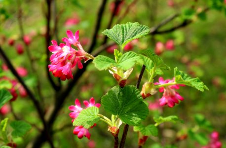 Plant Flora Native Raspberry Salmonberry photo