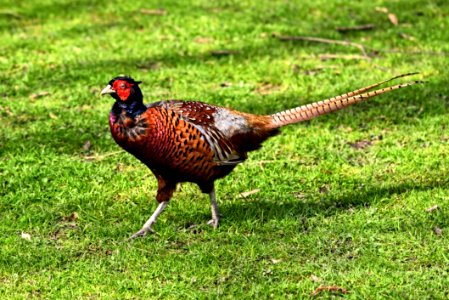 Bird Galliformes Pheasant Fauna