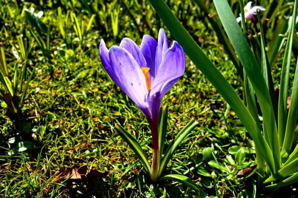Flower Plant Crocus Flowering Plant