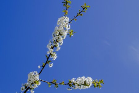 Branch Blossom Sky Spring photo