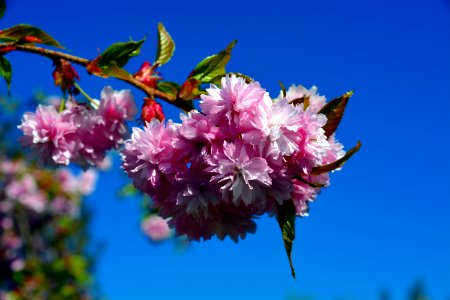 Pink Flower Blossom Spring photo