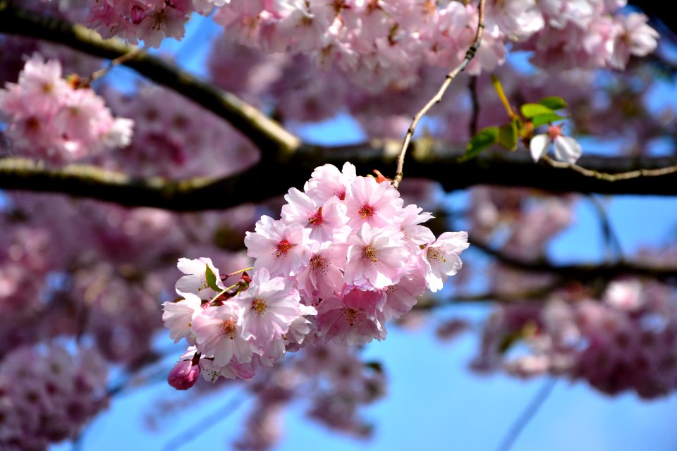 Blossom Pink Flower Cherry Blossom