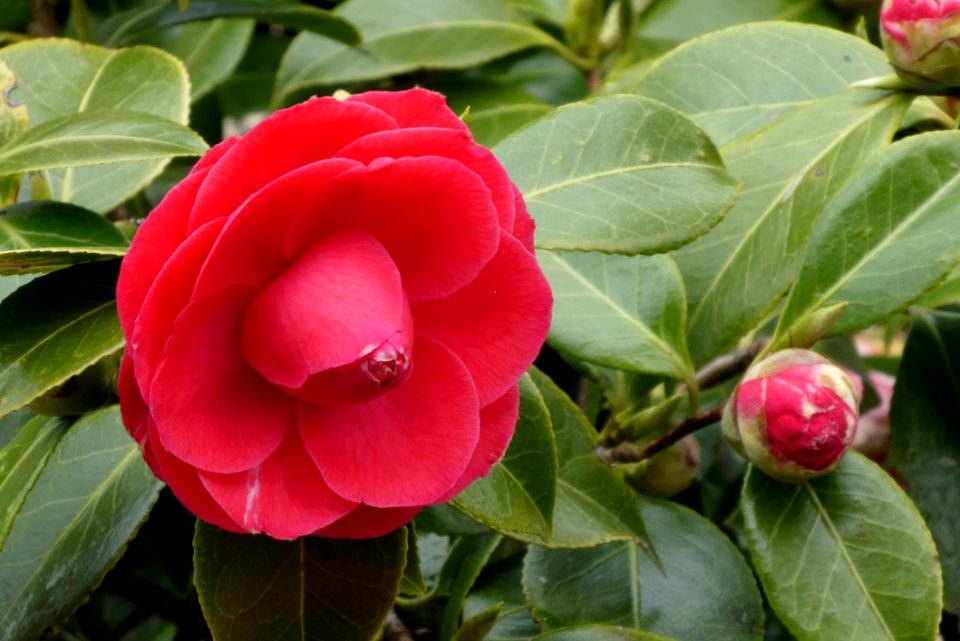 Flower Plant Japanese Camellia Flowering Plant