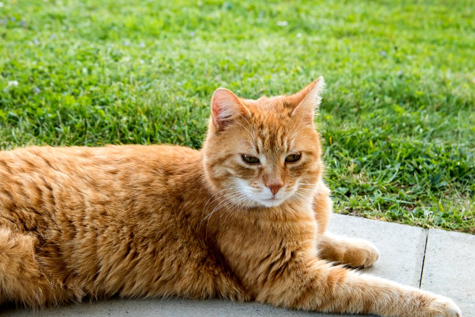 Cat Whiskers Small To Medium Sized Cats Fauna photo