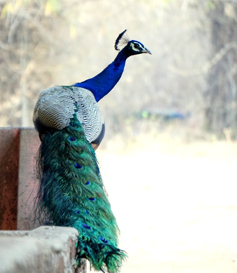 Peafowl Bird Galliformes Feather