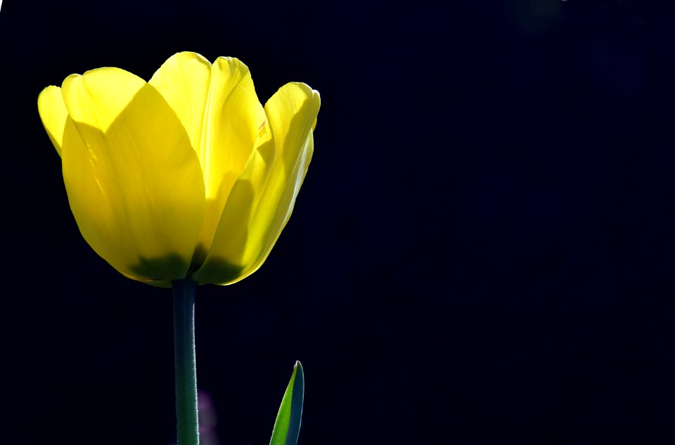 Flower Yellow Close Up Wildflower