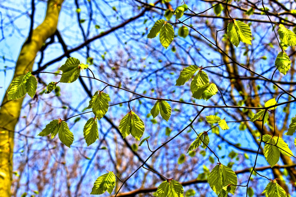 Branch Tree Leaf Plant
