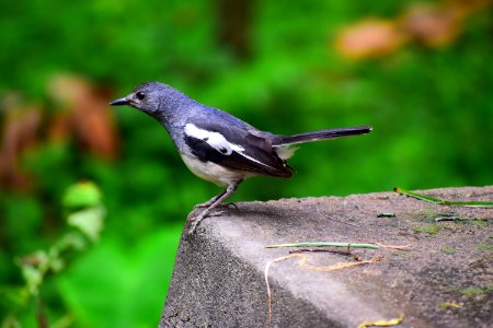 Bird Fauna Beak Old World Flycatcher photo