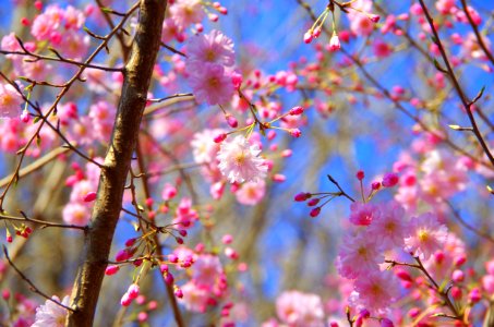 Blossom Flower Pink Branch photo