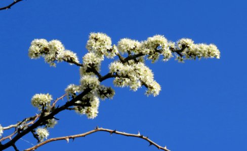 Sky Branch Tree Blossom photo