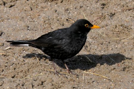Bird Blackbird Beak Fauna