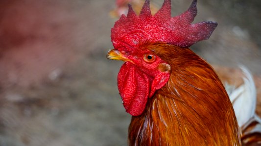Chicken Red Beak Rooster photo