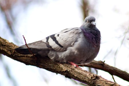 Bird Pigeons And Doves Stock Dove Fauna photo