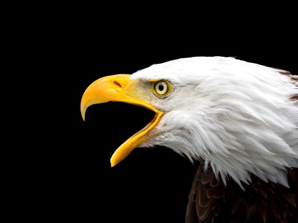 Bird Beak Bird Of Prey Eagle photo