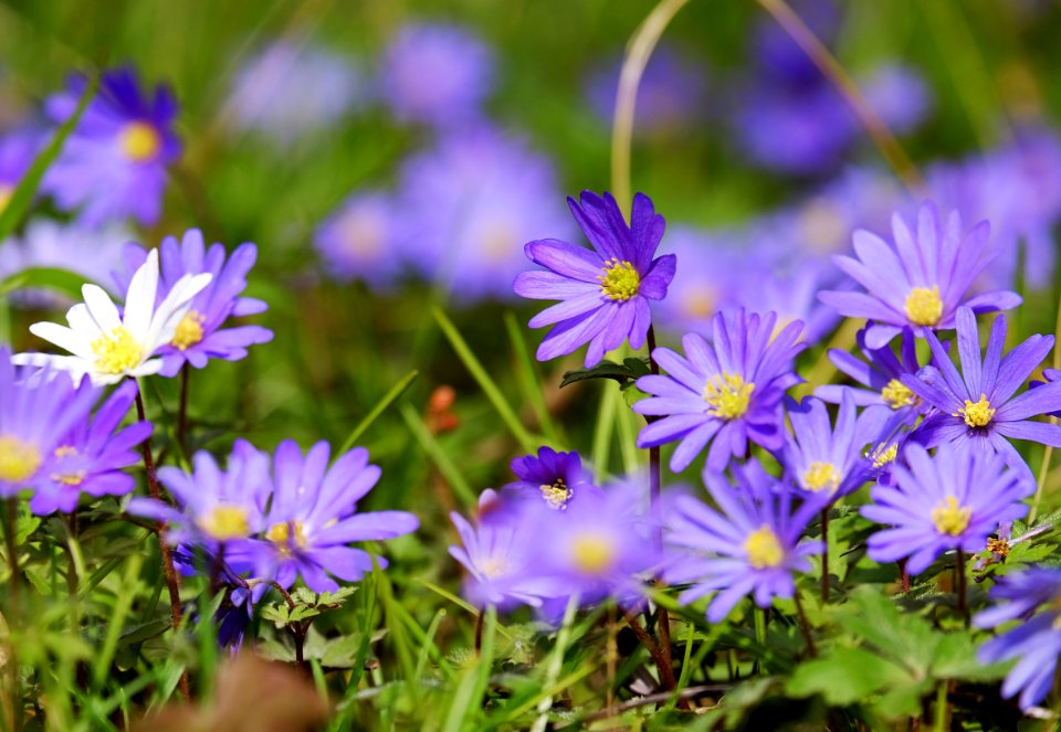 Flower Plant Flora Purple