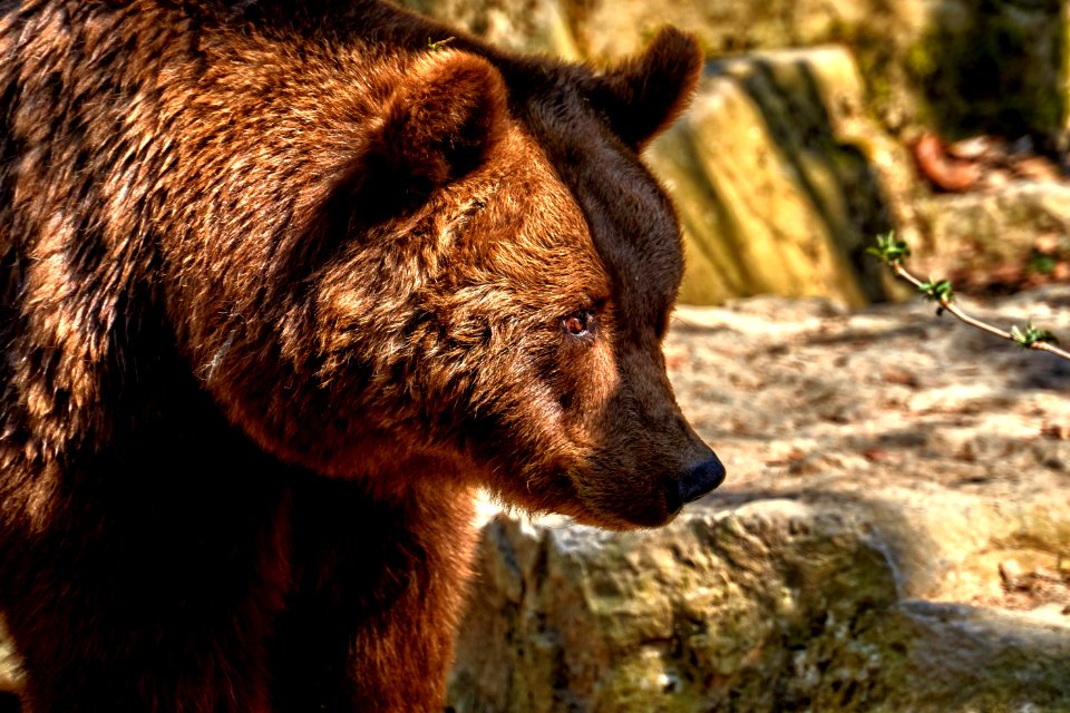 Brown Bear Grizzly Bear Mammal Bear