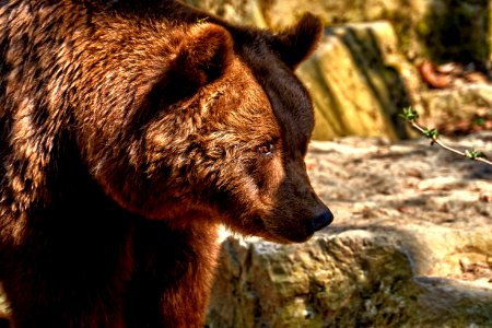Brown Bear Grizzly Bear Mammal Bear photo