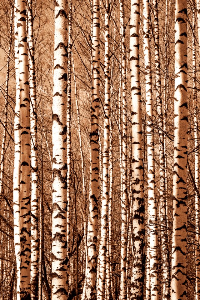 Tree Woody Plant Birch Trunk
