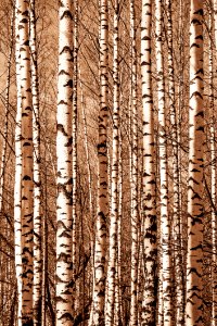 Tree Woody Plant Birch Trunk
