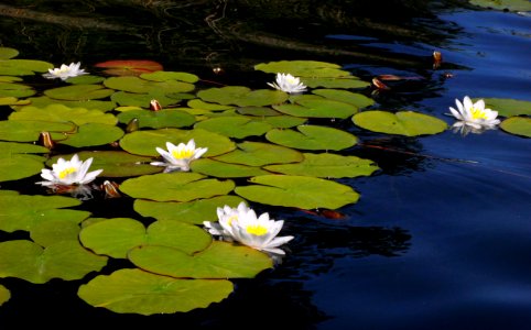 Flower Water Plant Reflection