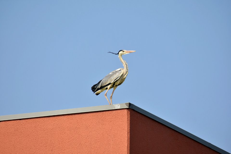 Bird Sky Fauna Beak