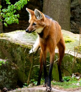 Wildlife Fauna Fox Red Fox
