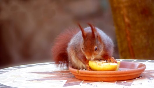 Mammal Fauna Domestic Rabbit Squirrel