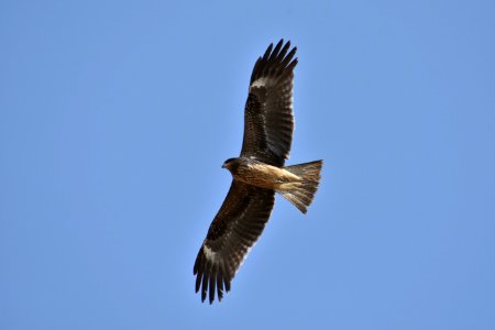 Accipitriformes Eagle Bird Buzzard