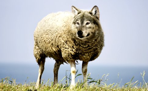 Mammal Wildlife Wolf Fauna