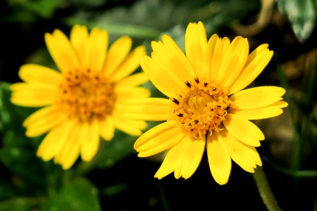 Flower Yellow Flora Wildflower