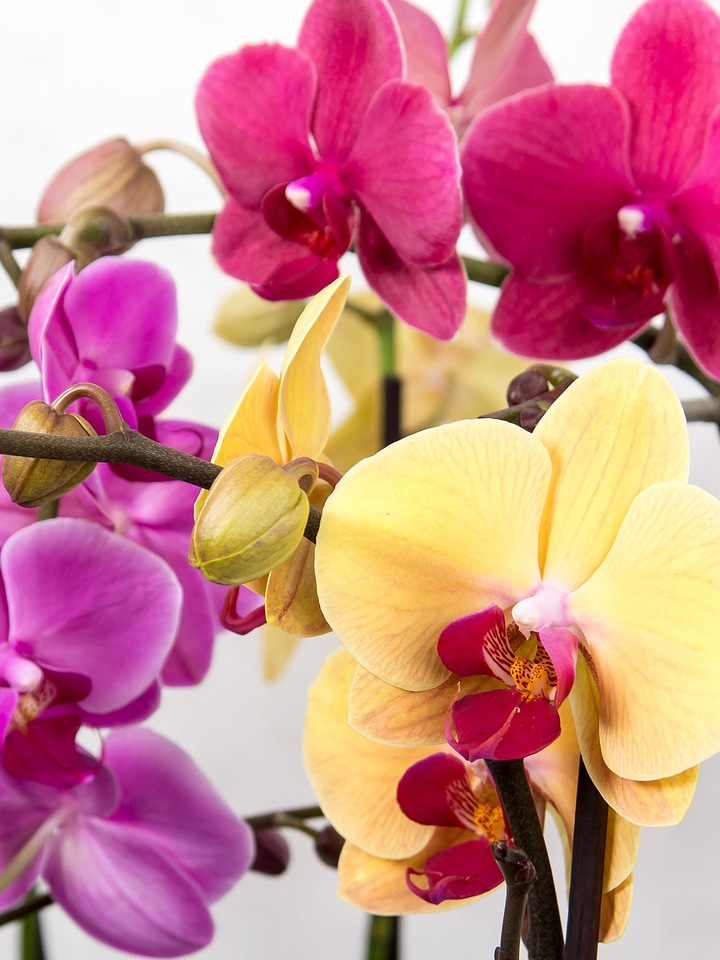 Tropical pink blossom