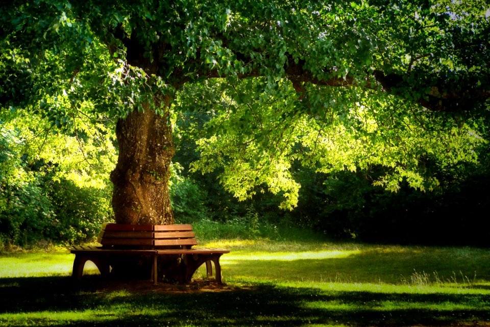 Nature Tree Green Vegetation