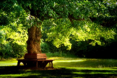 Nature Tree Green Vegetation