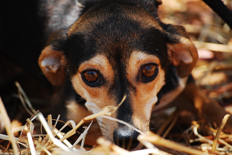 Close up animal shelter affection