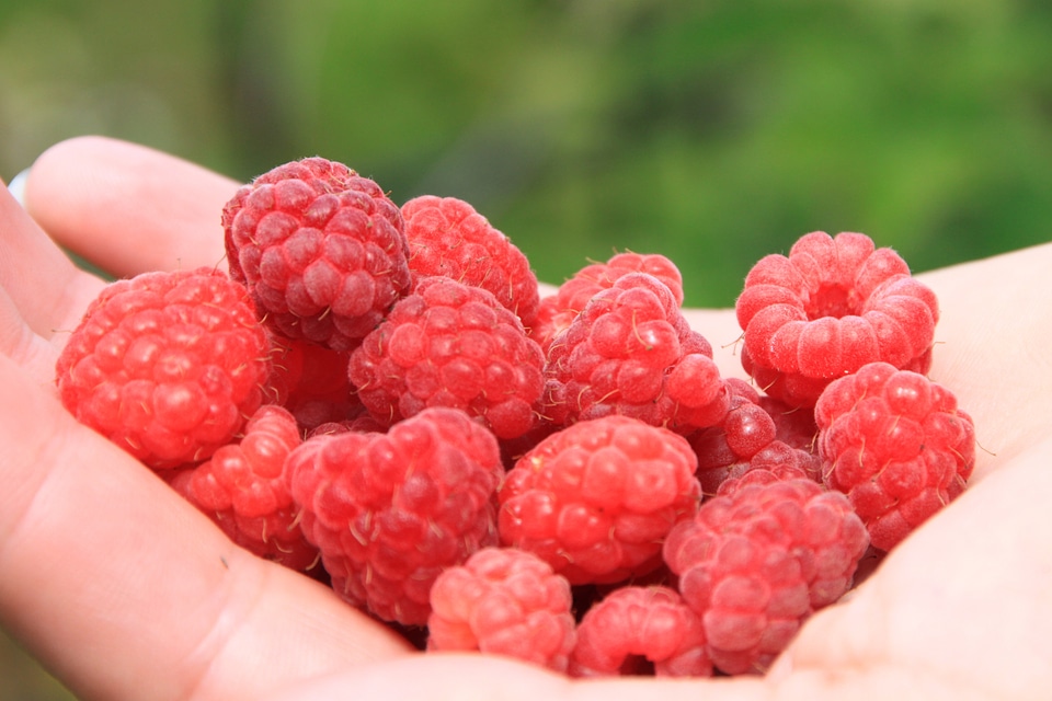 Hands natural raspberry