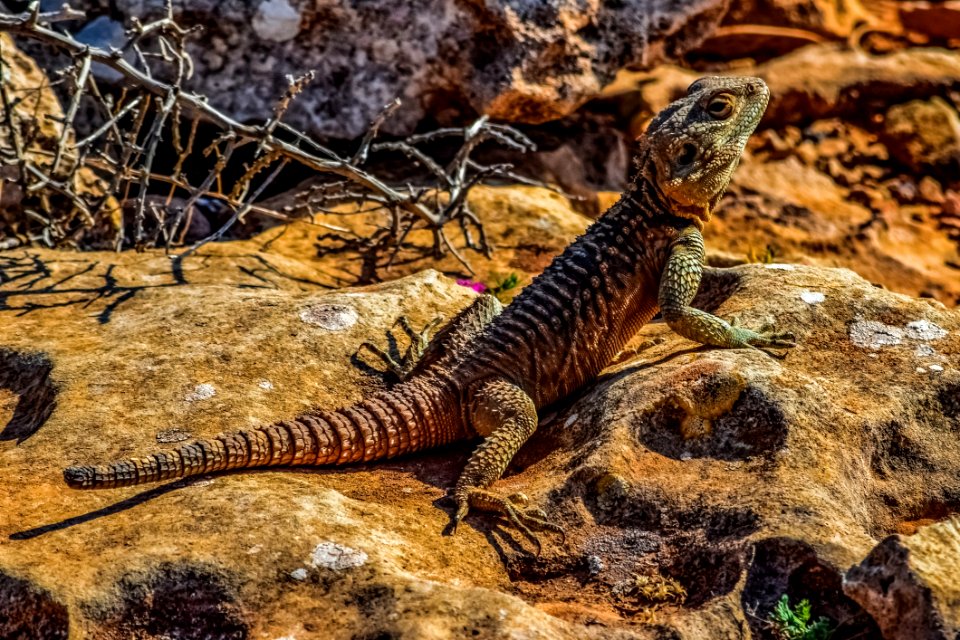 Reptile Scaled Reptile Fauna Lizard